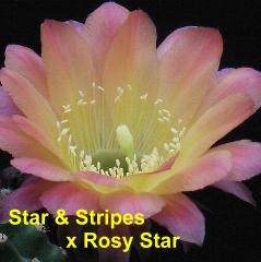 EP-H. Star & Stripes x Rosy Star.4.1.jpg 